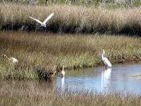 Egrets in the bay